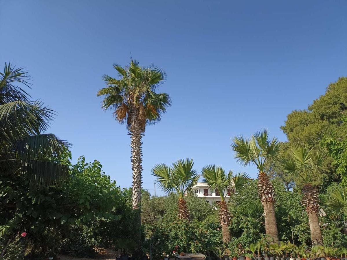Palm-tree *