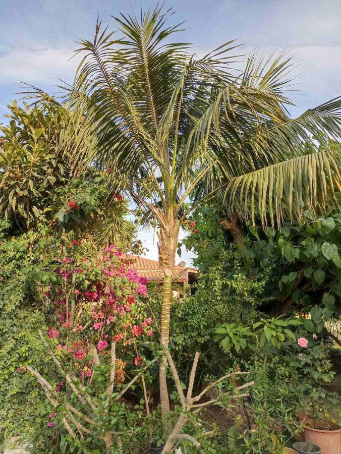 Palm-tree * Arkoudi