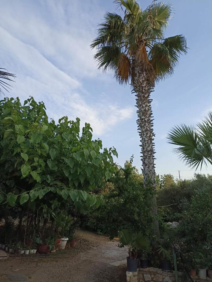 Apartment Palm-tree *