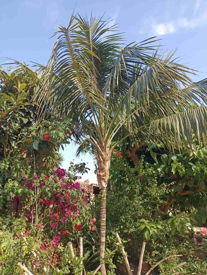 Palm-tree Arkoudi