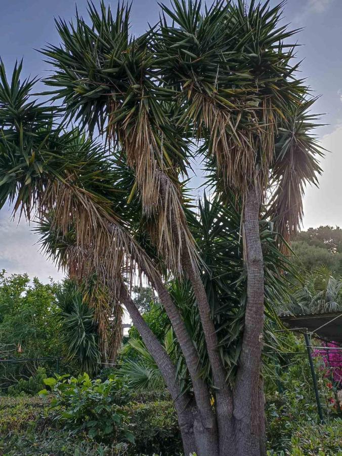 Palm-tree