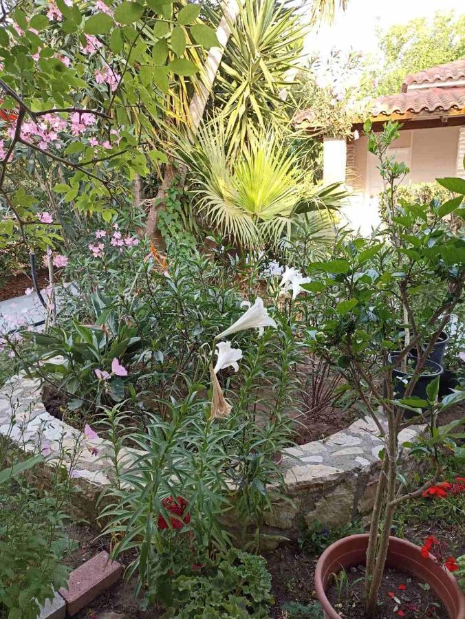 Apartment Palm-tree Arkoudi